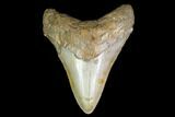Fossil Megalodon Tooth - North Carolina #129954-1